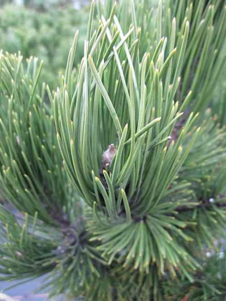 Pinus heldreichii Helmers Japan - Kompakte Form der Schlangenhautkiefer -  25-30