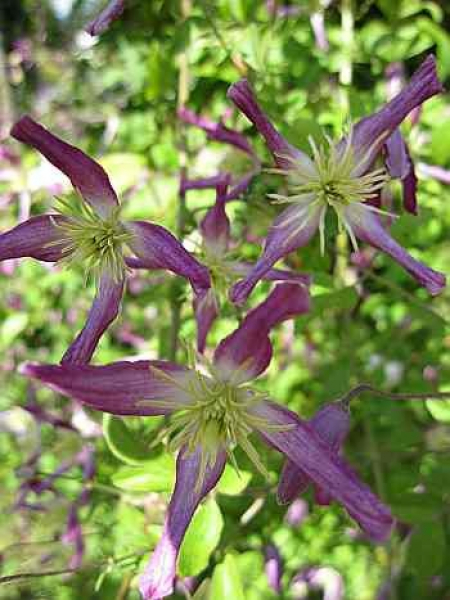 Clematis Aromatica - Waldrebe Aromatica 60-100
