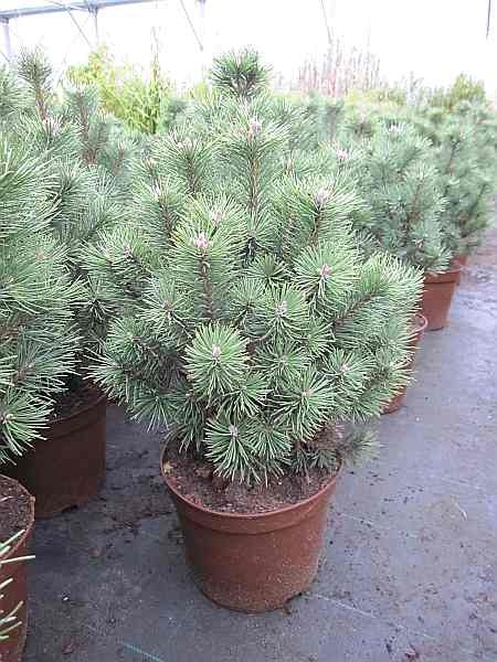 Pinus mugo Columbo - Kegel-Bergkiefer -  30-40