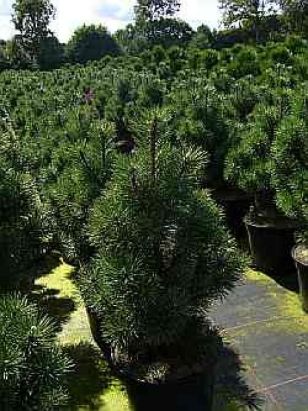 Pinus mugo Columnaris - Zwerg-Kegel-Kiefer -  30-40