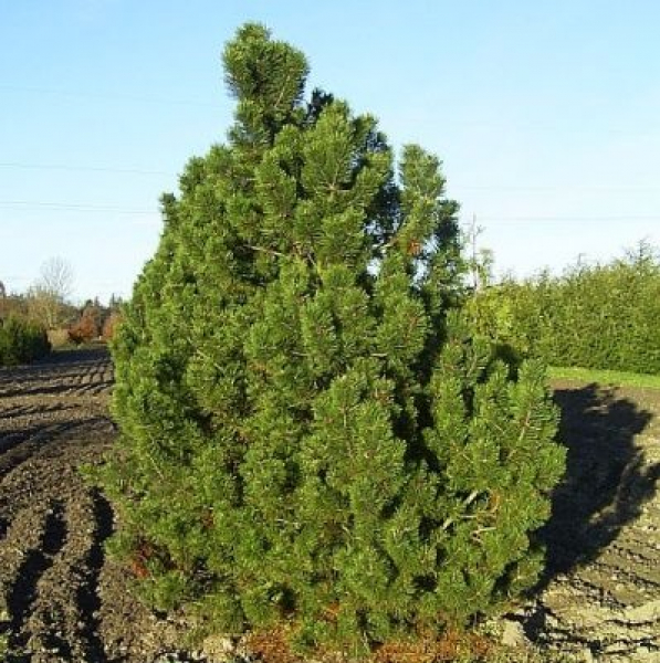 Pinus mugo Gnom 50-60