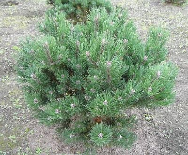 Pinus mugo Laurin - Zwerg-Bergkiefer -  50-60