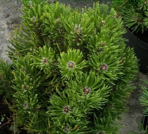 Pinus mugo Limerick - Zwergbergkiefer -  25-30