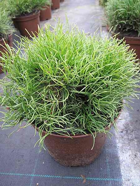 Pinus mugo pumilio Typ Tirol - Kriechende Bergkiefer - 25-30cm
