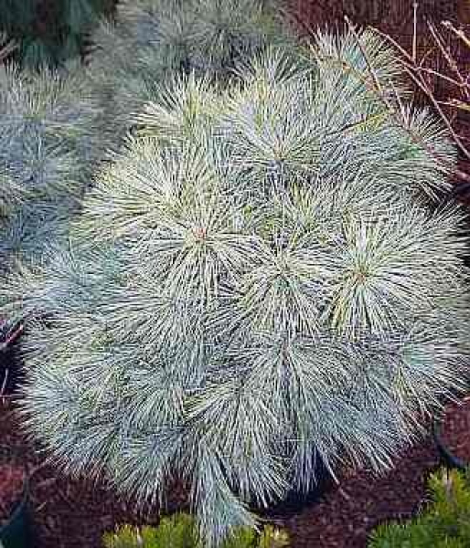 Pinus strobus  Blue Shag  - Zwerg-Weymouths-Kiefer -  50-60