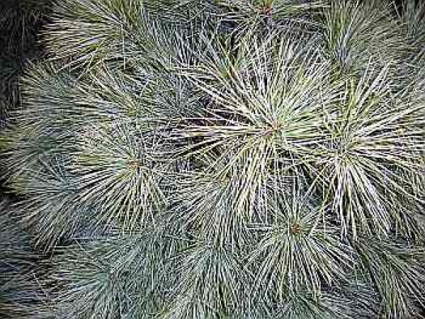 Pinus strobus  Blue Shag  - Zwerg-Weymouths-Kiefer -  50-60