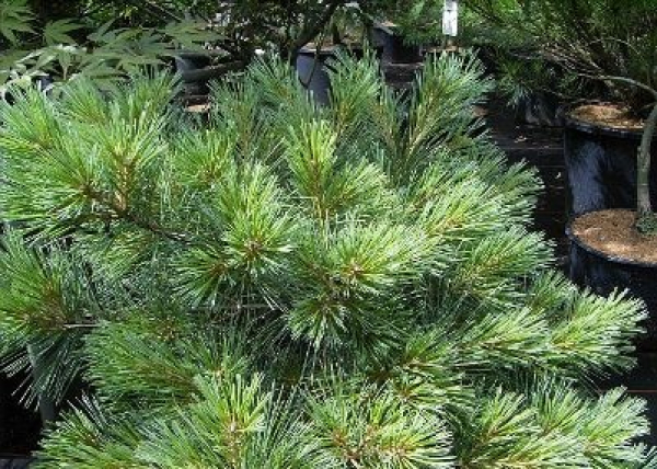 Pinus strobus Radiata - Zwerg-Weymouths-Kiefer - Streichelkiefer -  30-40cm