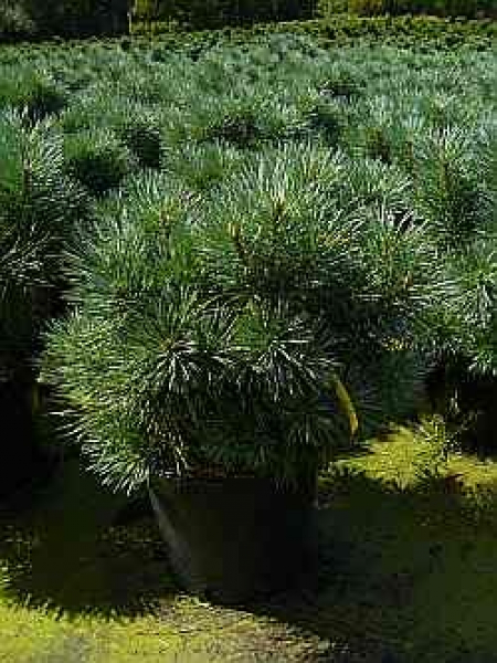 Pinus sylvestris Chantry Blue - Zwergkiefer -  30-40