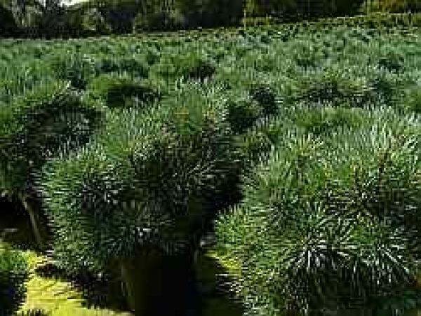 Pinus sylvestris Chantry Blue - Zwergkiefer -  30-40
