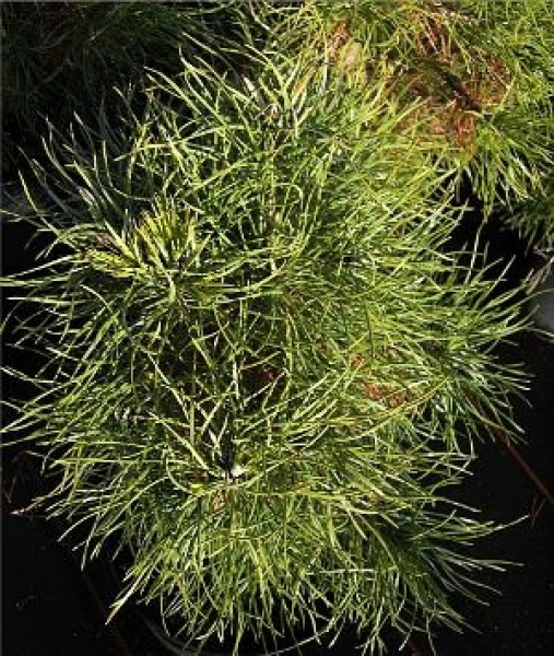 Pinus sylvestris Globosa Viridis - Kugel-Zwergkiefer -  25-30