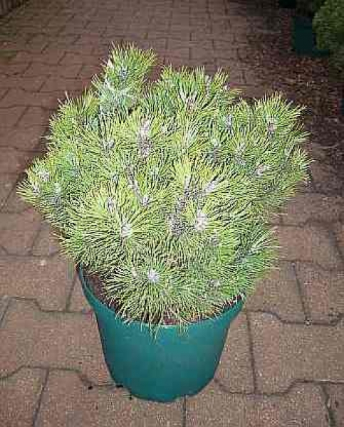 Pinus unicata  Heideperle  - Zwerg-Kugelkiefer -  25-30