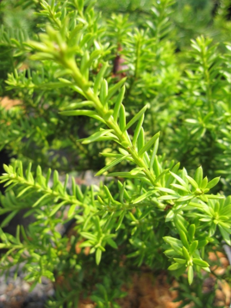 Podocarpus nivalis - Steineibe -  20-25