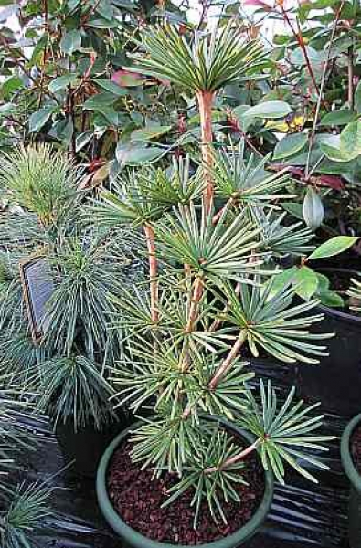 Sciadopitys verticillata  Green Star  - Japanische Schirmtanne -  30-40cm