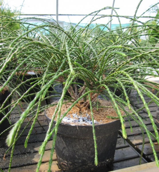 Thuja plicata Whipcord - Faden-Lebensbaum