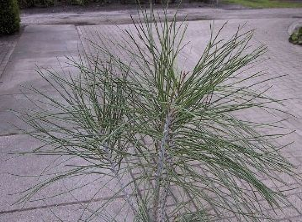 Pinus sabiniana - Nusskiefer -  20-25