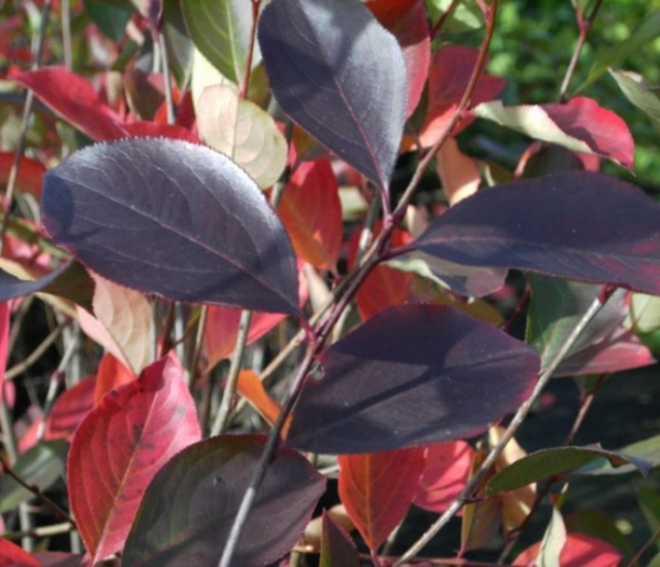 Aronia prunifolia  Nero  - Schwarze Apfelbeere -  40-60
