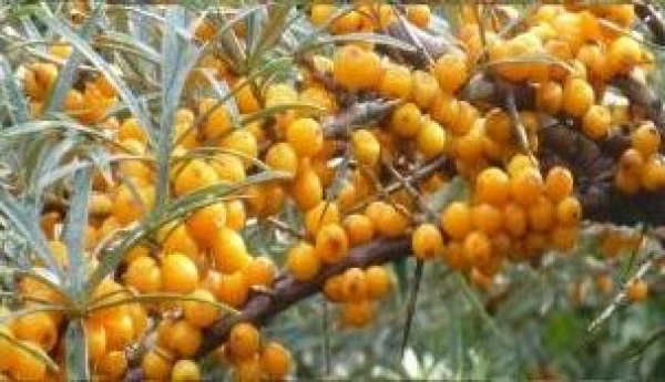 Hippophae rhamnoides  Leikora  - Sanddorn weiblich -  40-60