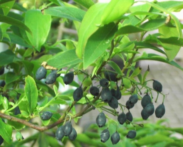 Vaccinium arctostaphylos  - Heidelbeere - 15-20