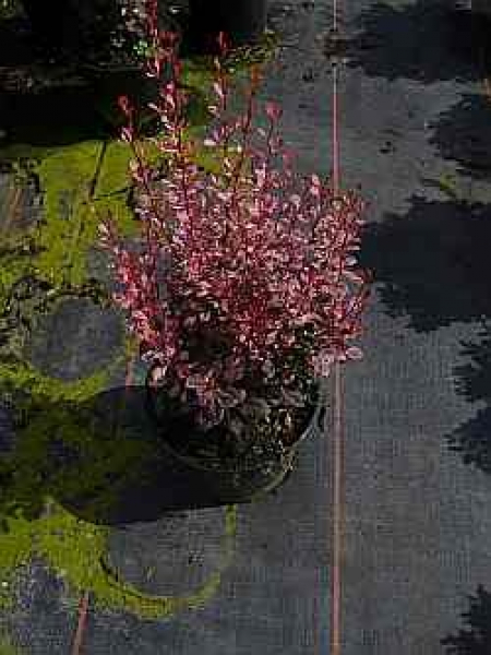 Berberis thunbergii "Rosy Rocket" (R) (20-30 cm) Rote Berberitze