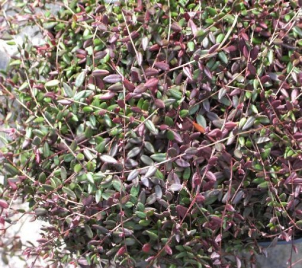 Vaccinium oxycoccus - Heimische Moosbeere -  10-15