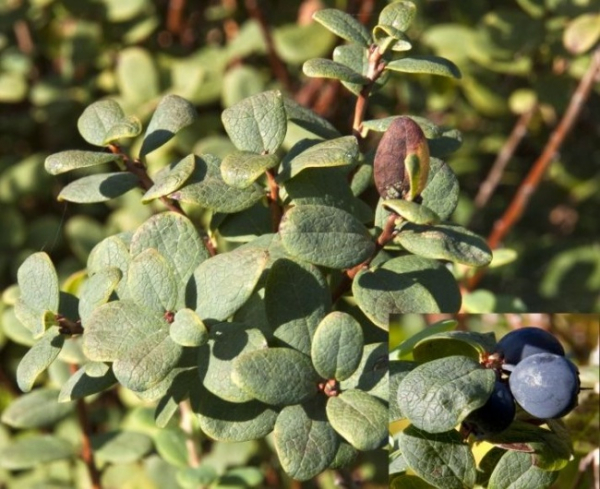 Vaccinium uliginosum - Rauschbeere - Moorbeere -  15-20