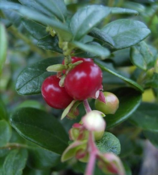 Preiselbeere Koralle
