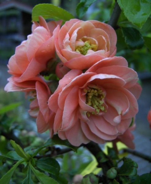 Chaenomeles Cameo  - Japanische Quitte Cameo 40-60