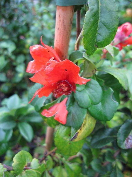 Chaenomeles japonica Sargentii - Scheinquitte - Zierquitte -  40-60