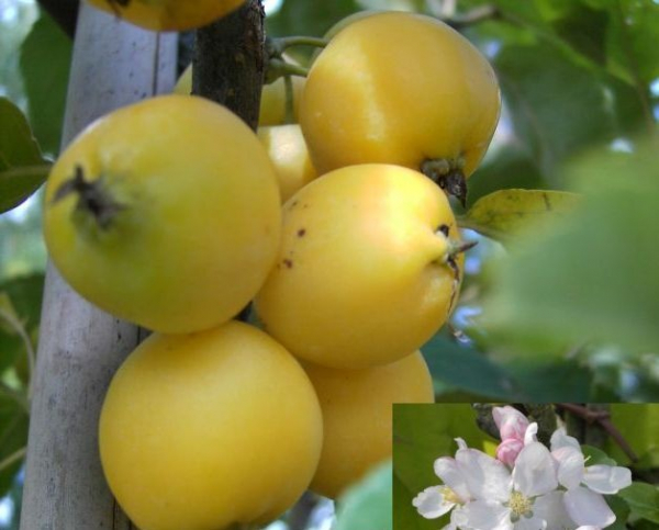Malus Golden Hornet - Zierapfel Golden Hornet -  60-100