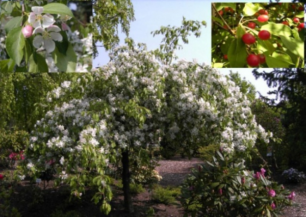 Malus  Red Jade  - Zierapfel -  60-100