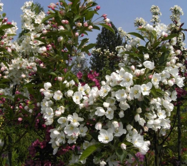 Malus Adirondack - Zierapfel -  60-100
