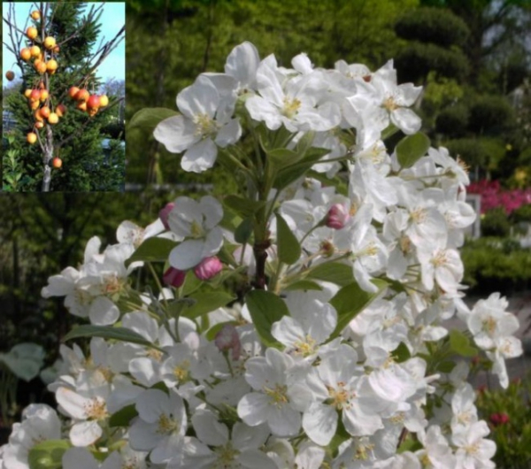 Malus Evereste - Zierapfel -  60-100