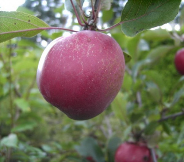 Malus Oberlübbe - Apfel Oberlübbe -  60-100