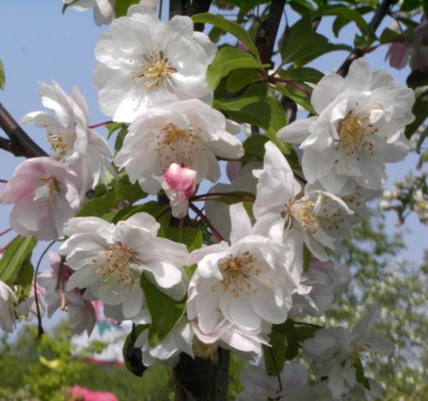 Malus van Eseltine - Zierapfel -  60-100
