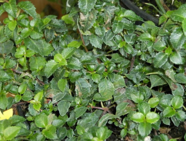 Kletterhortensie Cordifolia