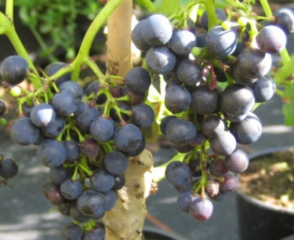 vitis blaue Paradiestraube