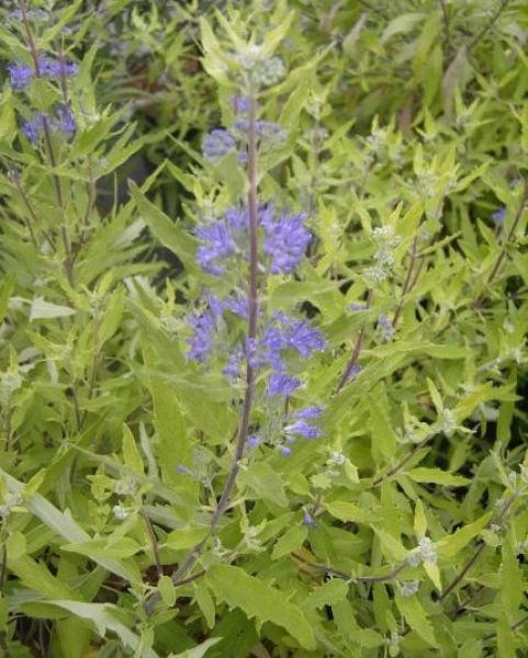 Caryopteris clandonensis  Worcester Gold  - Bartblume -  40-60