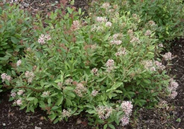 Ceanothus pallidus Marie Simon - Säckelblume - 30-40