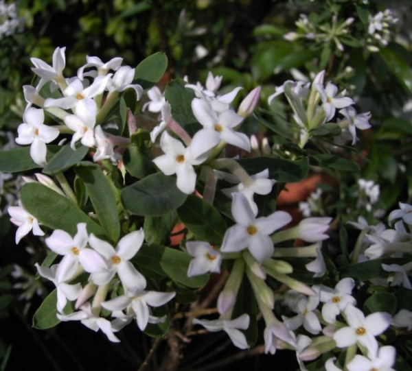 Maien-Seidelbast Somerset