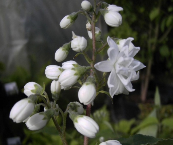 Deutzia scabra  Plena  - Maiblumenstrauch - Sternchenstrauch -  60-100
