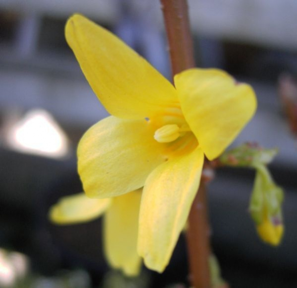 Forsythia  Goldrausch  - Goldglöckchenstrauch -  60-100