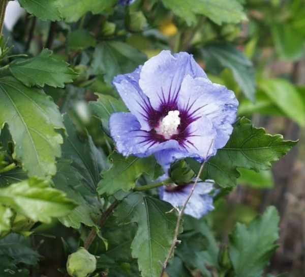 Hibiscus syriacus  Coelestis  - Garten Eibisch -  40-60