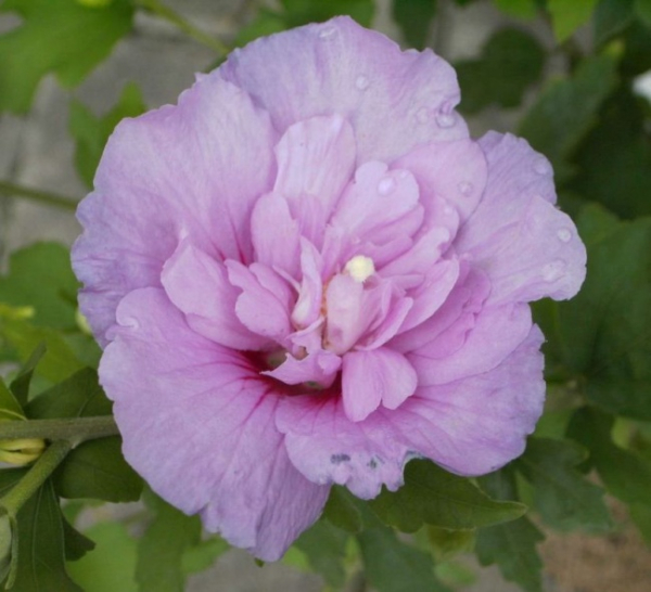 Hibiskus Lavender Chiffon