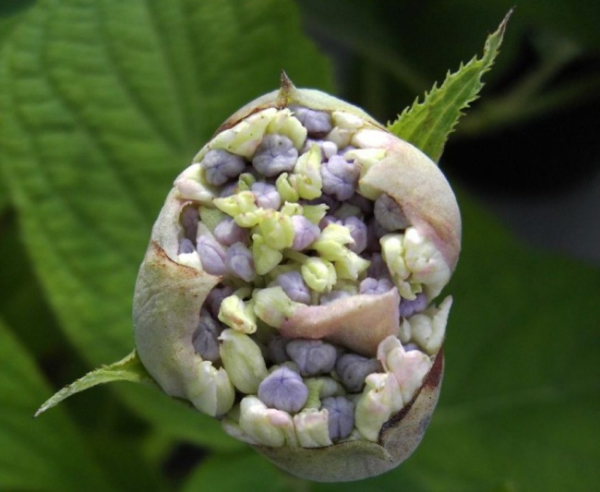 Hortensie Sterilis