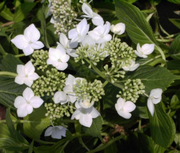 Tellerhortensie Lanarth White