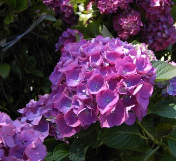 Hydrangea macrophylla  Renate Steiniger  - Bauernhortensie -  30-40