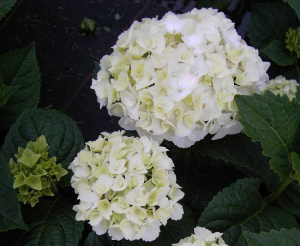 Bauernhortensie The Bride ®