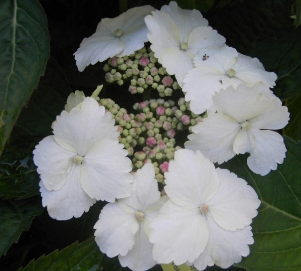Bauernhortensie Tokyo Delight