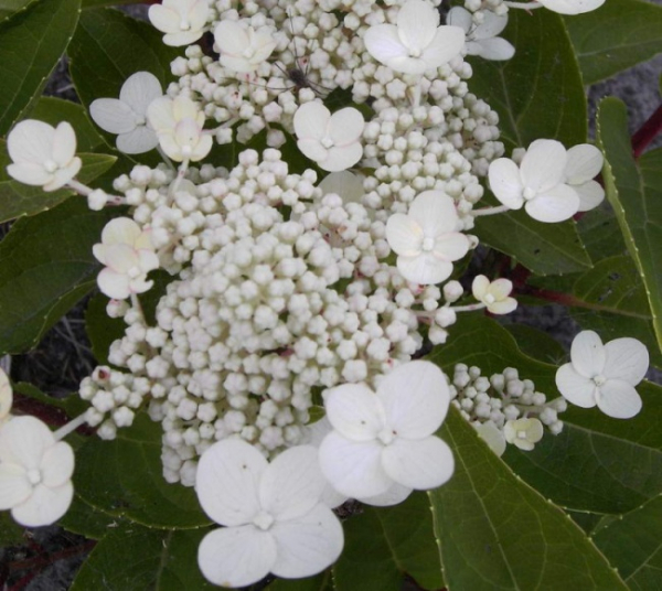 Rispenhortensie Dharuma