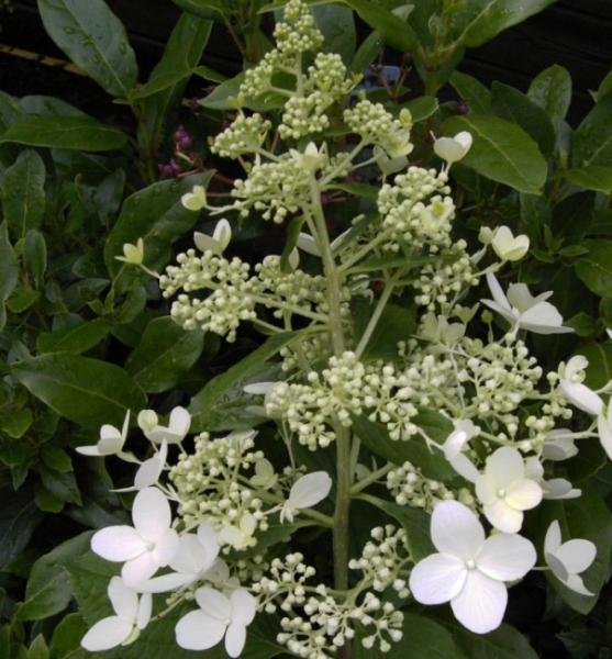 Rispenhortensie Mid Late Summer